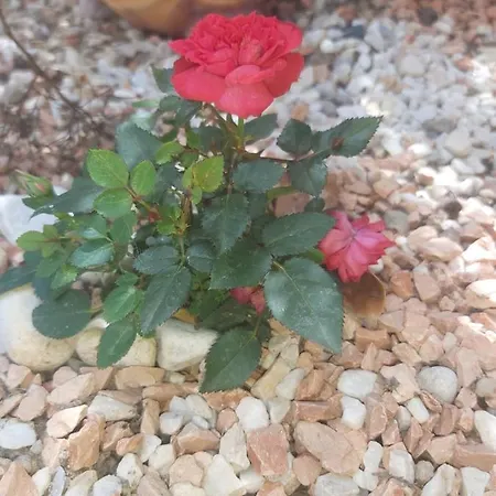Apartament Casamg